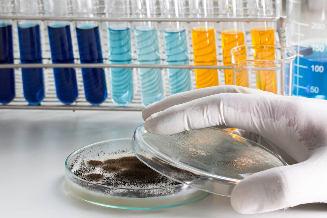 Mit Schwarzschimmel wird seit rund 100 Jahren Zitronensäure hergestellt, unter anderem für die Pharmaindustrie. / Foto: Adobe Stock/sinhyu