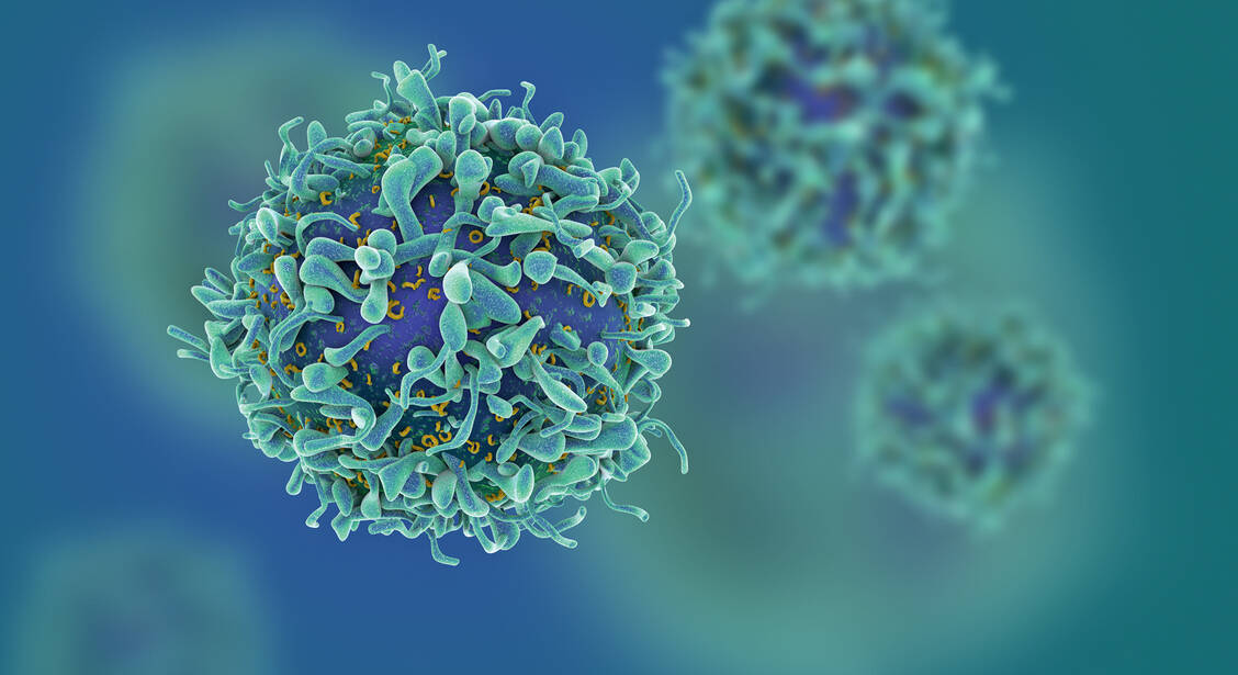 Die neuen CAR-T-Zellen mit modifiziertem chimärem Antigenrezeptor lösten kein Zytokin-Freisetzungssyndrom aus, waren in höherer Dosierung aber dennoch wirksam. / Foto: iStock/cgtoolbox