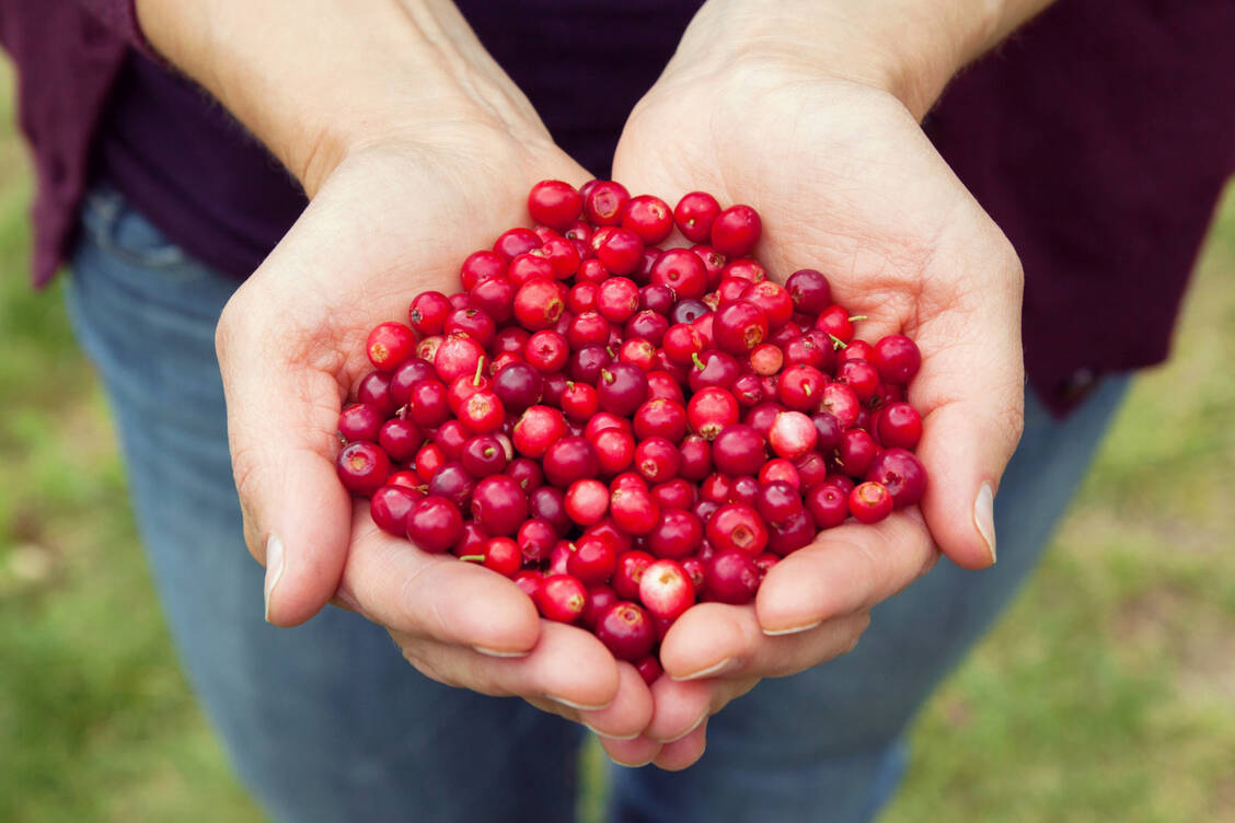 Cranberries gelten zu Recht als Superfood. / Foto: Getty Images/Cebas