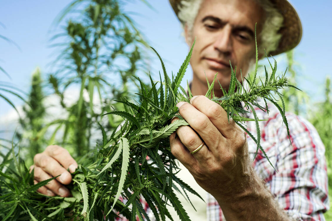 Bedarf wächst: Allein bis Anfang März 2020 importierte Deutschland rund 1.000 Kilogramm Cannabisarzneimittel aus dem Ausland. Das entspricht fast der Jahresmenge von 2017. Hierzulande wird er allerdings nicht wie auf dem Foto im Freien angebaut. / Foto: Adobe Stock/StockPhotoPro