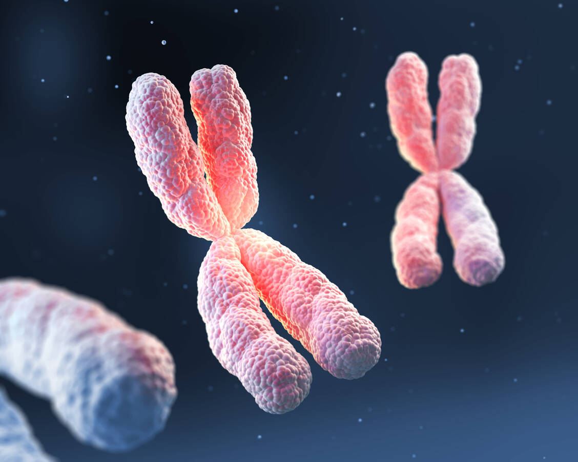 Frauen haben normalerweise zwei X-Chromosomen in jeder Zelle, von denen eines bereits während der Embryonalentwicklung stummgeschaltet wird. Das macht sie anfälliger für Autoimmunerkrankungen. / Foto: Getty Images/anusorn nakdee