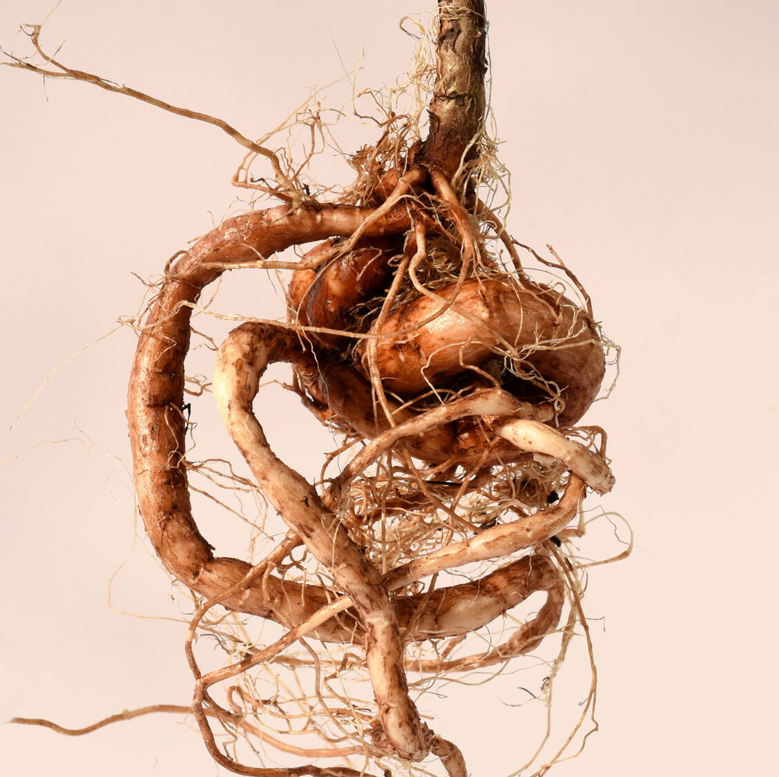 Die Wurzel der in Südafrika heimischen Kapland-Pelargonie. / © Adobe Stock/Manfred Ruckszio