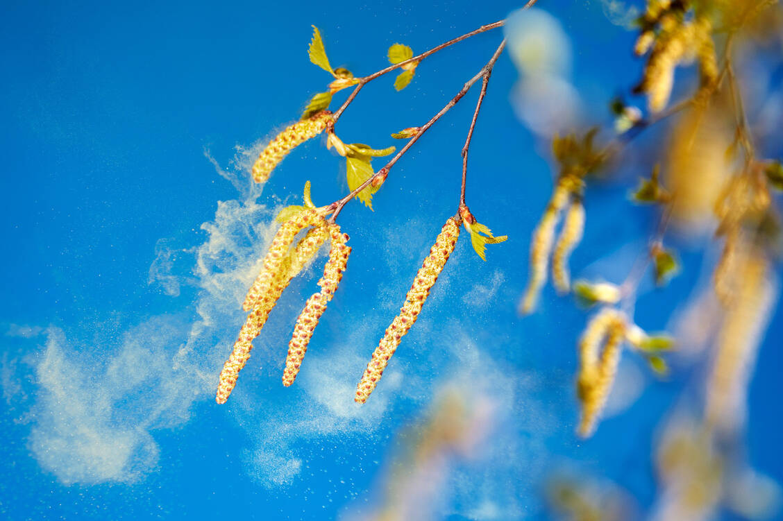 Eine Plage für Allergiker! Aber wengistens die Allergiediagnostik könnte künftig weniger unangenehm werden.  / Foto: Stock Adobe /Ingo Bartussek