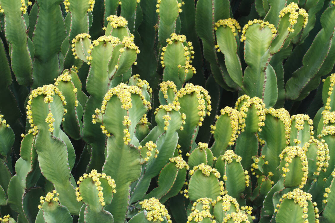 Resiniferatoxin ist als Naturstoff in Euphorbia resinfera enthalten. Die kaktusähnliche Pflanze bietet wohl mit das Schärfste, was die Natur zu bieten hat, und wächst im Atlasgebirge Marokkos. Sie sollte auf keinen Fall verzehrt werden. / Foto: Adobe Stock/FomaA