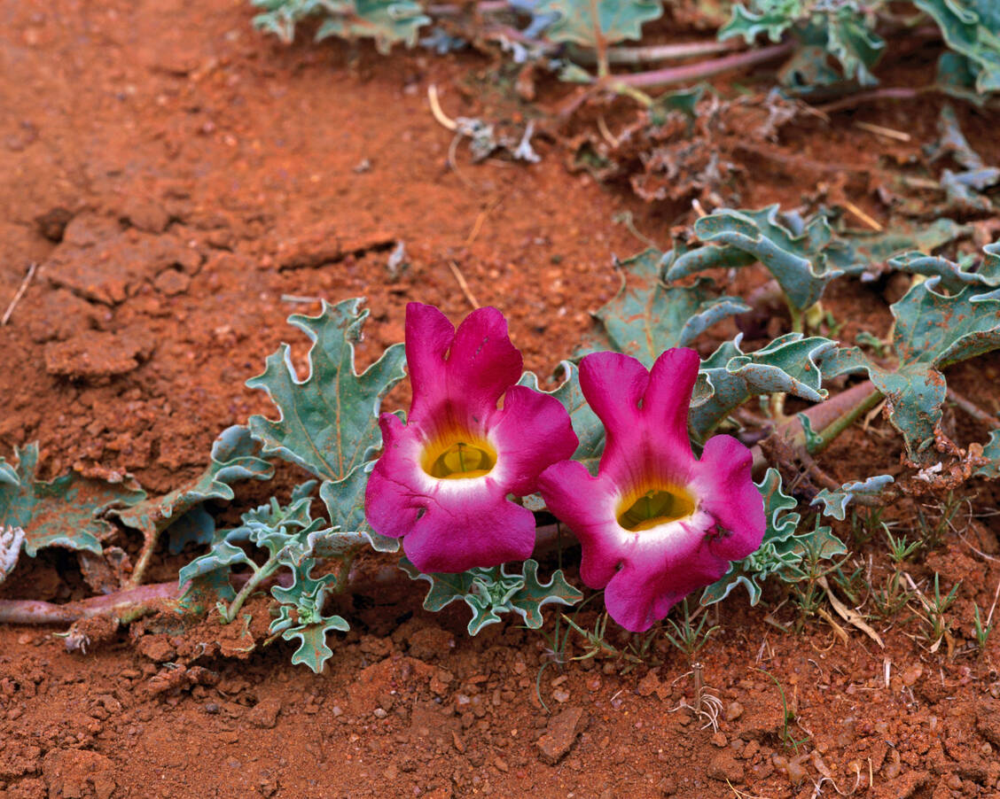 Zubereitungen der Stammpflanze Harpagophytum procumbens DC. können bei leichten Gelenkschmerzen angewendet werden. / Foto: Hans Reinhard/OKAPIA