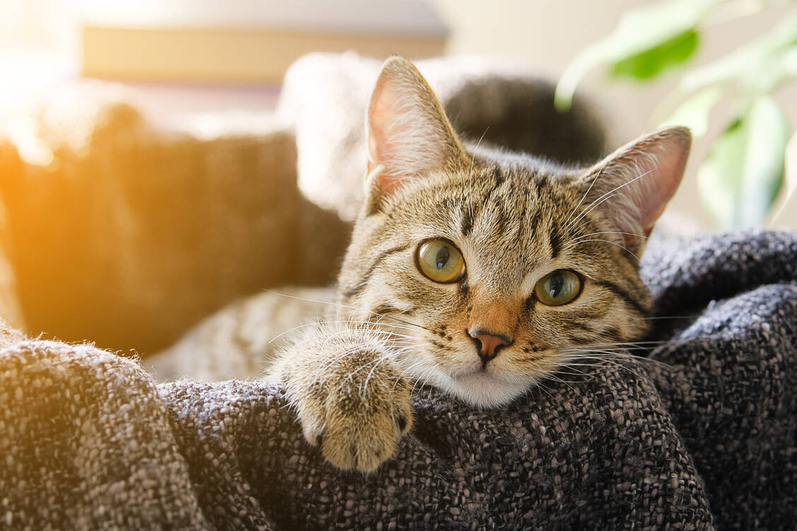Die neue Studie bestätige die bisherige Einschätzung des FLI, dass Hunde oder Katzen bisher keine Rolle bei der Verbreitung des SARS-CoV-2-Virus spielen. / Foto: Getty Images/Aleksandr Zubkov