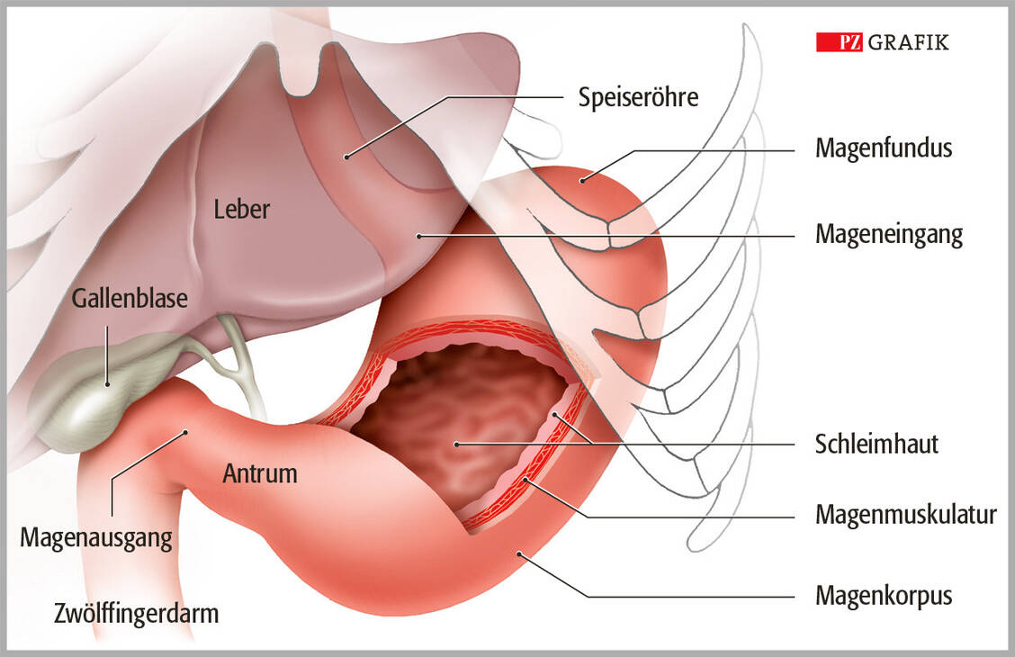 Grafik 1: Anatomischer Aufbau des Magens / Foto: PZ/Stephan Spitzer
