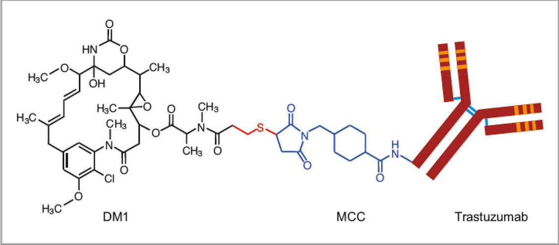 Aufbau von Trastuzumab Emtansin: Das Maytansin-Derivat DM1 ist über den Linker MCC amidisch mit ε-Aminogruppen von Lysin-Resten des Antikörpers Trastuzumab verbunden. / Foto: Uni Frankfurt