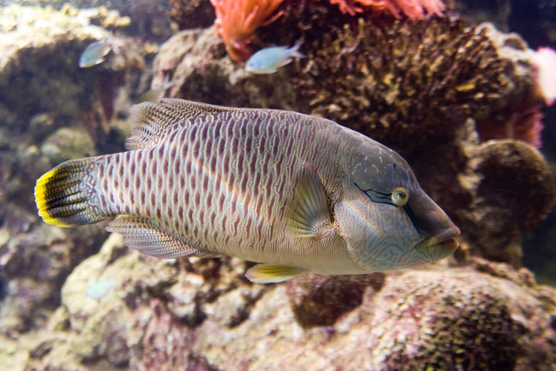 Da war doch mal was: Nachdem man Super-Androgene bei Fischen erforscht hat, erinnerten sich Wissenschaftler, dass man solche Hormone vor einigen Jahrzehnten auch beim Menschen entdeckt hatte. / Foto: ©Il Ciuicì - stock.adobe.com