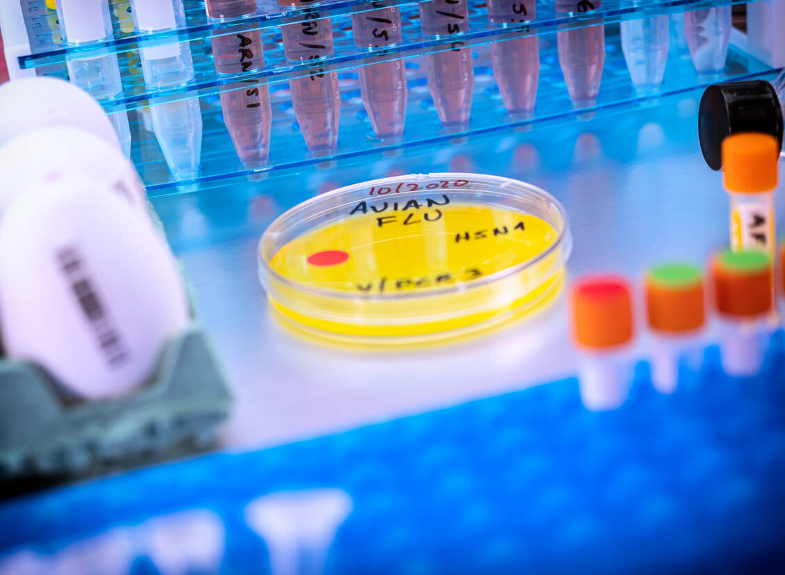 Das Vogelgrippe H5N1 gilt als hoch pathogen. Versuche finden unter strengen Sicherheitsbestimmungen statt (Symbolbild). / © Getty Images/Science Photo Library/Digicomphoto