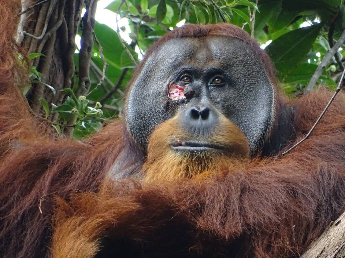 Einige Lianenarten sind für ihre schmerzstillende Wirkung bekannt. Auch Orang-Utans machen sich diesen Effekt zunutze. / © Nature/Armas