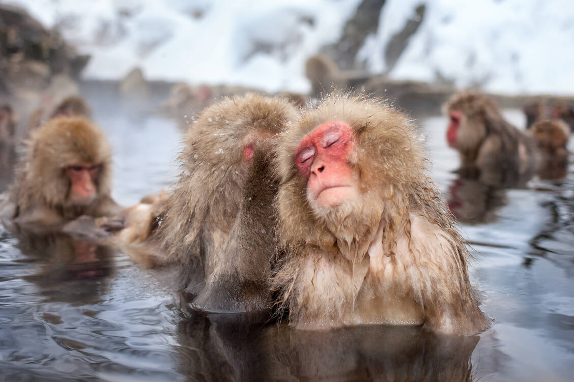Ein Bad in heißen Quellen genießen viele Einwohner Japans gern, wie auch diese Rotgesichtsmakaken. Der regelmäßige Kontrast von Kälte und Hitze trägt sicherlich zur Gesundheit bei. / Foto: Adobe Stock/eyetronic