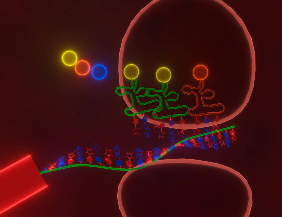 Viren kapern den Proteinsynthese-Mechanismus der Wirtszellen.  / Foto: Adobe Stock/AnnLouise