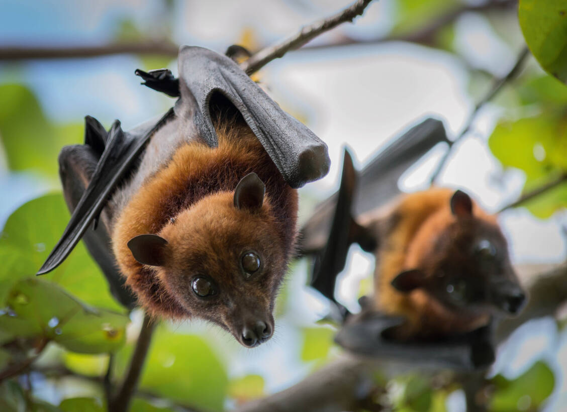 SARS-CoV-2 ist vermutlich von Fledermäusen über ein anderes Tier auf den Menschen übertragen worden. / Foto: Shutterstock/Jeffrey Paul Wade