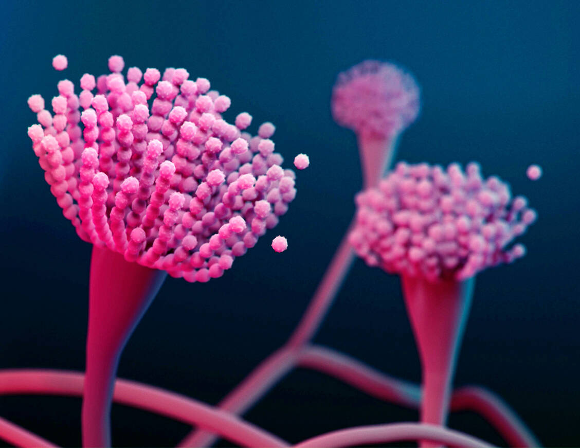 Pilze wie etwa Aspergillus fumigatus sind auch in Tumoren zu finden, berichtet aktuell ein israelisch-amerikanisches Forscherteam. / Foto: Getty Images/Science Photo Library/Stephanie Rossow