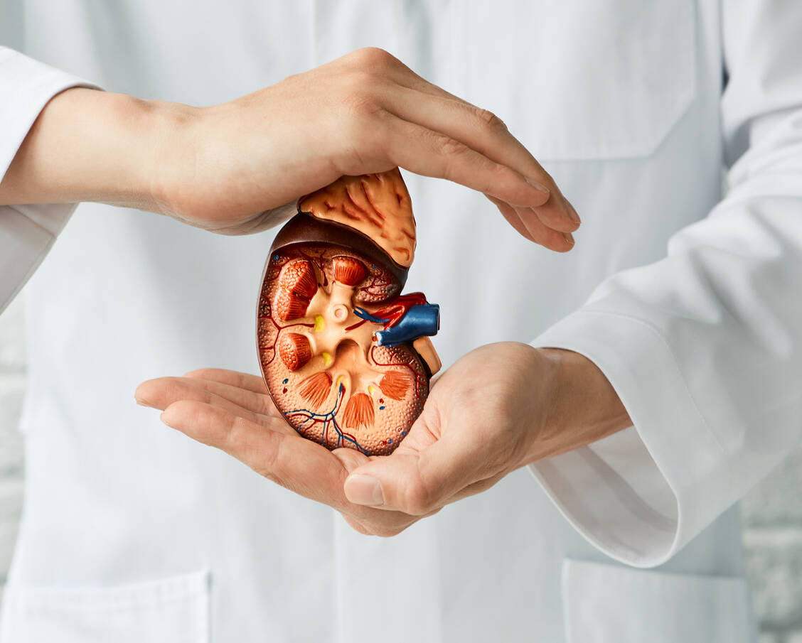 Ein transplantiertes Organ muss wie ein Schatz gehütet werden – das erfordert eine hohe Therapietreue beim Patienten und ein professionelles Management der Medikamente. / Foto: Adobe Stock/Artemenko_Daria
