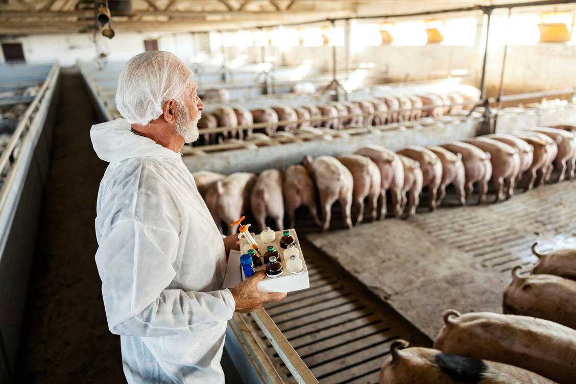 Die größten Antibiotikamengen wurden dem BfR zufolge nach wie vor bei den Schweinen eingesetzt, gefolgt von den Ferkeln, dem Geflügel und den Kälbern. / Foto: Getty Images/dusanpetkovic