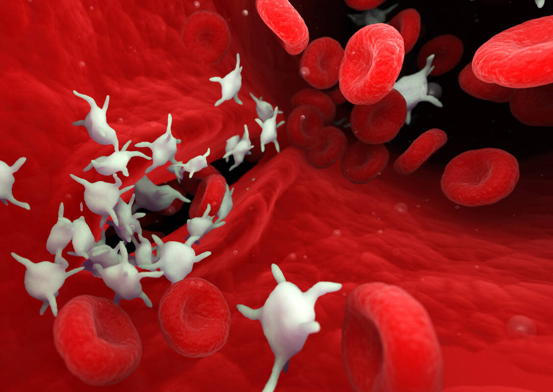 Blutplättchen, auch Thrombozyten genannt, schütten verschiedene Botenstoffe aus. Der Plättchenfaktor 4 scheint einen Anti-Aging-Effekt zu haben. / Foto: Adobe Stock/SciePro