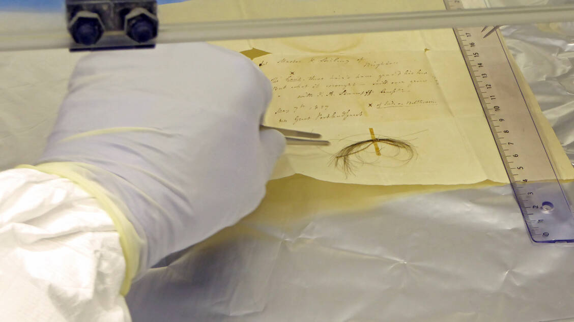 Die »Stumpff-Locke« von Ludwig van Beethoven zur Untersuchung in einem Labor des Max-Planck-Instituts für Menschheitsgeschichte. / Foto: Anthi Tiliakou