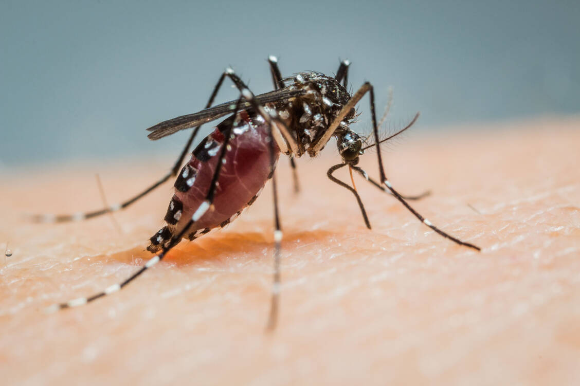 Die Asiatische Tigermücke kann unter anderem das Denguevirus übertragen.  / Foto: CDC/Pablo Cabrera