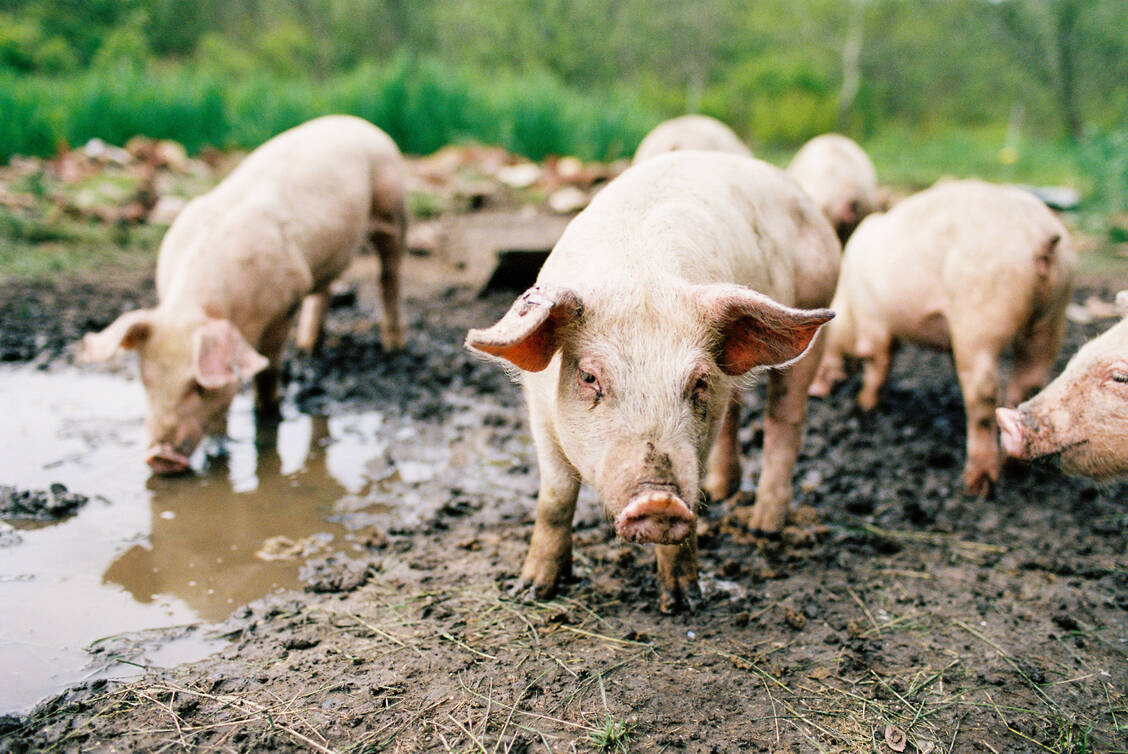 Auf einem kleinen Hof in den USA hat sich ein Schwein mit dem Vogelgrippevirus H5N1 angesteckt. Schweine können sich mit humanen und Vogelgrippeviren infizieren, weshalb bei einer Doppelinfektion neue Erreger entstehen können.  / © Getty Images/Shaw Photography Co.