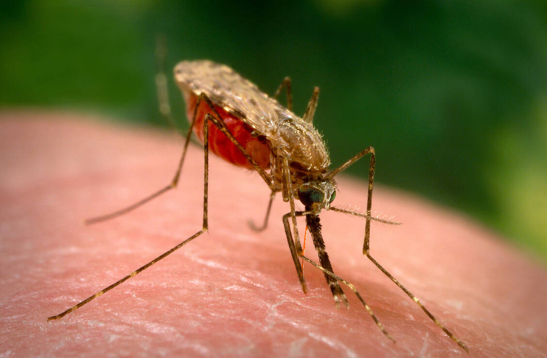 50 Mal mussten sich Probanden für eine Immunisierung von infizierten Mücken stechen lassen.  / © CDC/James Gathany