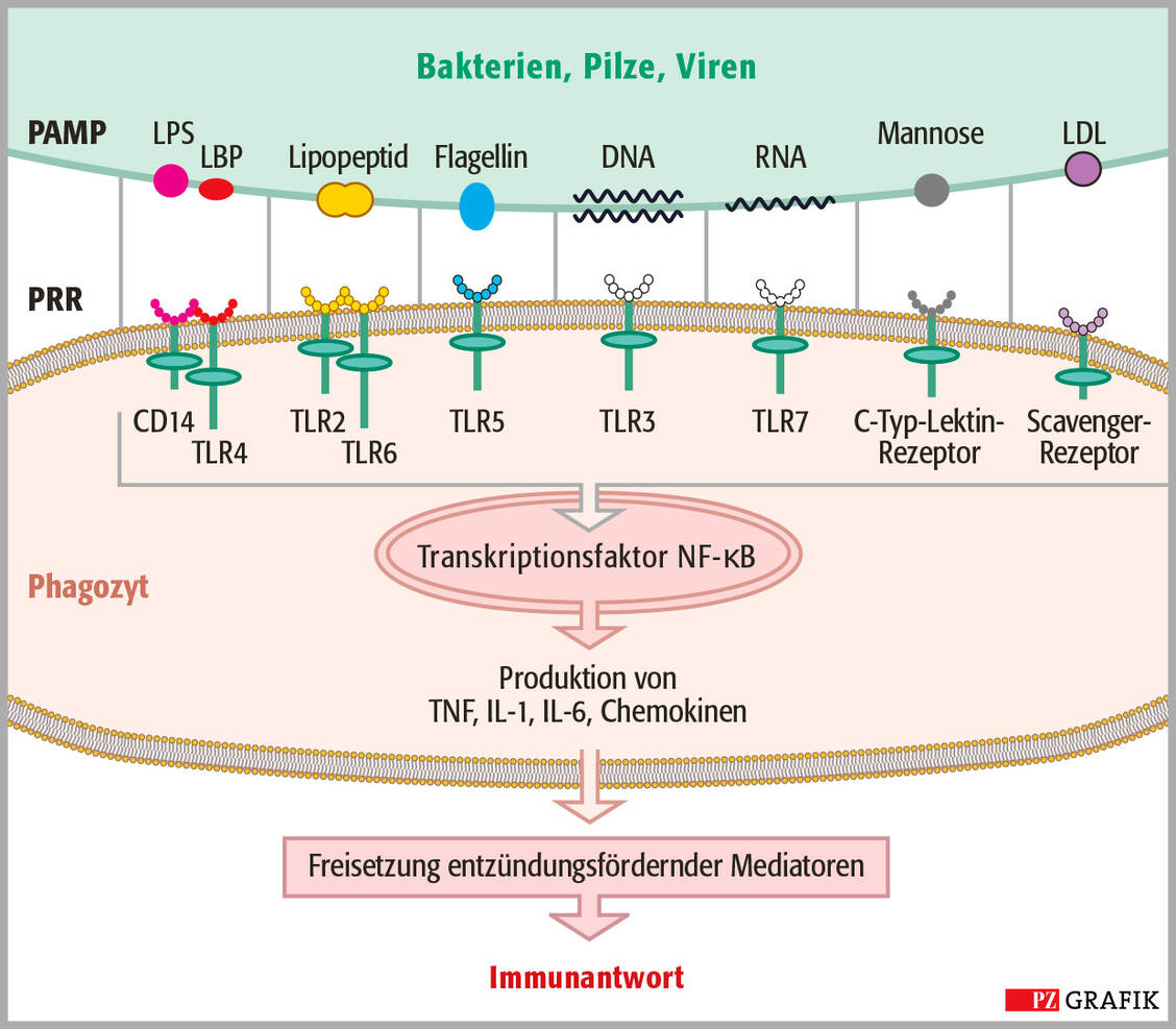 Abbildung 2: Erkennungssysteme der Phagozyten. PAMP: Pathogen-associated molecular patterns (Pathogen-assoziierte molekulare Muster), LPS/LBP: Lipopolysaccharid/Lipopolysaccharid-bindendes Protein, LDL: Low Density Lipoprotein, PRR: Pattern recognition receptor (Mustererkennungsrezeptor), TLR: Toll-like-Rezeptor, NF-κB: Nuclear Factor kappa B, TNF: Tumornekrosefaktor, IL-1: Interleukin-1 / Foto: PZ/Stephan Spitzer