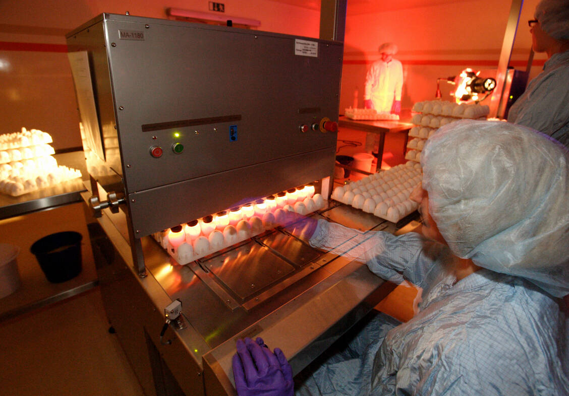 72 Stunden nach der Beimpfung werden die Eier, in denen die Grippeviren vermehrt werden, durchleuchtet. Aussortiert werden jene, die nicht den Qualitätskriterien entsprechen. / Foto: GSK