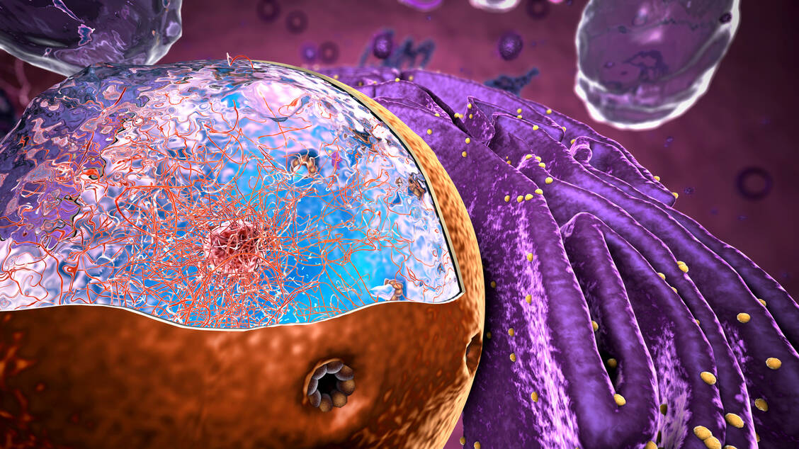 Spleißen ist ein Schritt bei der Herstellung von mRNA aus DNA im Zellkern (orange). Die mRNA verlässt dann den Zellkern und dient bei der Proteinsynthese an den Ribosomen (gelb) als Vorlage. / Foto: Getty Images/Christoph Burgstedt/Science Photo Library