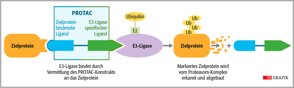 PROTACs bestehen aus zwei Bindungsarmen, die über einen Linker miteinander verknüpft sind. Der eine Arm bindet das jeweilige Zielprotein, der andere die E3-Ubiquitin-Ligase. Durch das Verknüpfen dieser beiden Komponenten wird Ubiquitin auf das Zielprotein übertragen. Das ist für das Proteasom das Signal, das jeweilige Zielprotein abzubauen. Dabei wird das PROTAC wieder frei und der Kreislauf kann erneut ­beginnen. / Foto: Stephan Spitzer