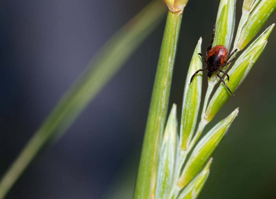 Zecken lauern oft im knietiefen Gras. Vor der Viruserkrankung FSME schützt nur eine Impfung, spezifische Medikamente gibt es nicht. Bei der ebenfalls von Zecken übertragenen Borreliose ist es umgekehrt: Es gibt keine Impfung, die bakterielle Infektion kann jedoch mit Antibiotika behandelt werden. / Foto: Adobe Stock/Carola Vahldiek