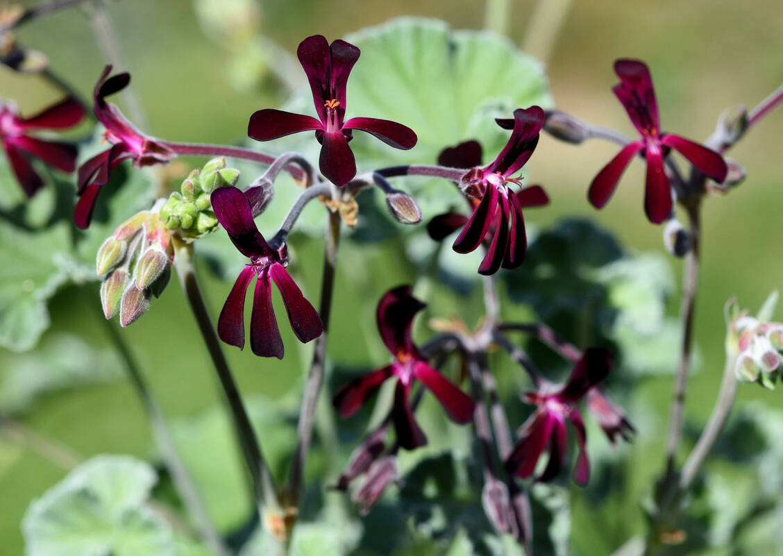Die Kapland-Pelargonie ist wie der Name sagt in Südafrika zu Hause. Der Extrakt aus ihr ist bei Atemwegsinfekten gut untersucht. / Foto: Getty Images/emer1940