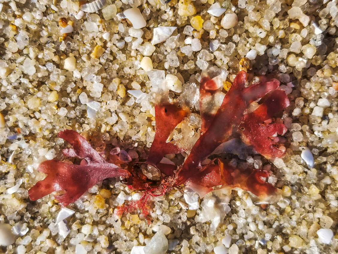 Carrageen (E 407) ist ein Inhaltsstoff von Rotalgen, der als Stabilisationsmittel Lebensmitteln zugesetzt wird. Er könnte Darmentzündungen und erhöhte Blutzuckerwerte auslösen. / © Adobe Stock/Arousa