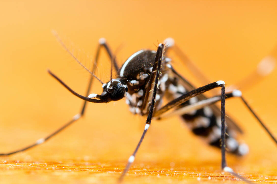Überträger des Chikungunya-Virus ist unter anderem die asiatische Tigermücke. Diese Stechmücke kommt mittlerweile auch in Teilen Deutschlands vor. / © Adobe Stock/gordzam