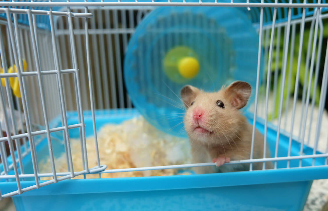 Bislang erst bei Hamstern, aber dort erfolgreich, wurden bispezifische Antikörper gegen Covid-19 getestet. / Foto: Adobe Stock/kulthiwat