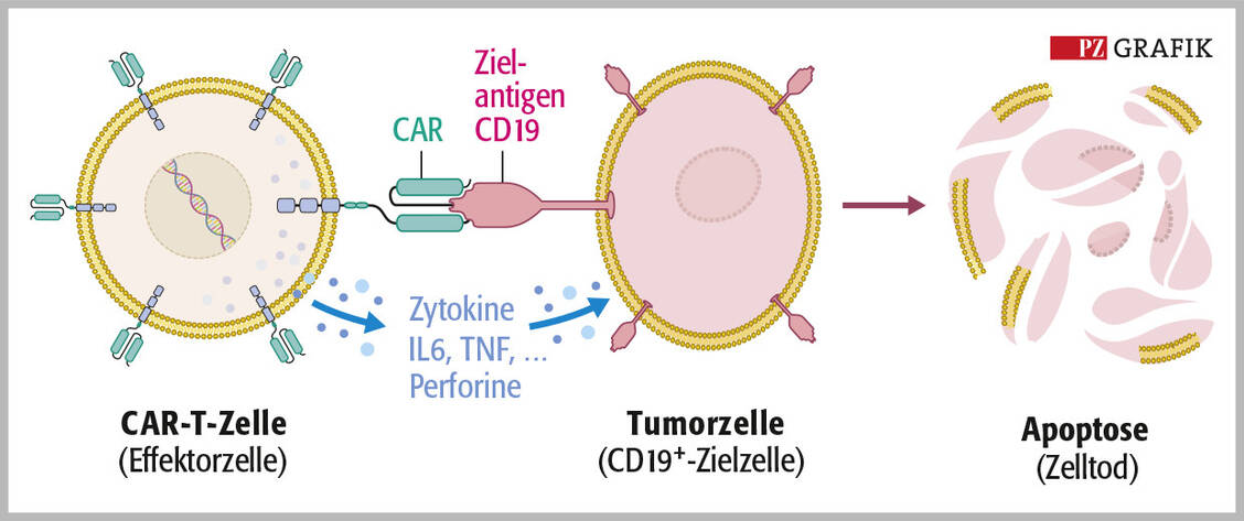 Abbildung: CAR-T-Zell-Therapien werden auch als Scharfmacher des Immusystems bezeichnet. Mechanismus: Die CAR-T-Zelle (Effektorzelle) erkennt mithilfe des CAR gezielt die Zellen, die das entsprechend passende Antigen exprimieren, zum Beispiel CD19-positive B-Zellen. Letztlich kommt es zur Apoptose und Nekrose der Zielzellen. Modifiziert nach »CAR T Cell Therapy Mechanism« (2022) / © PZ/Stephan Spitzer