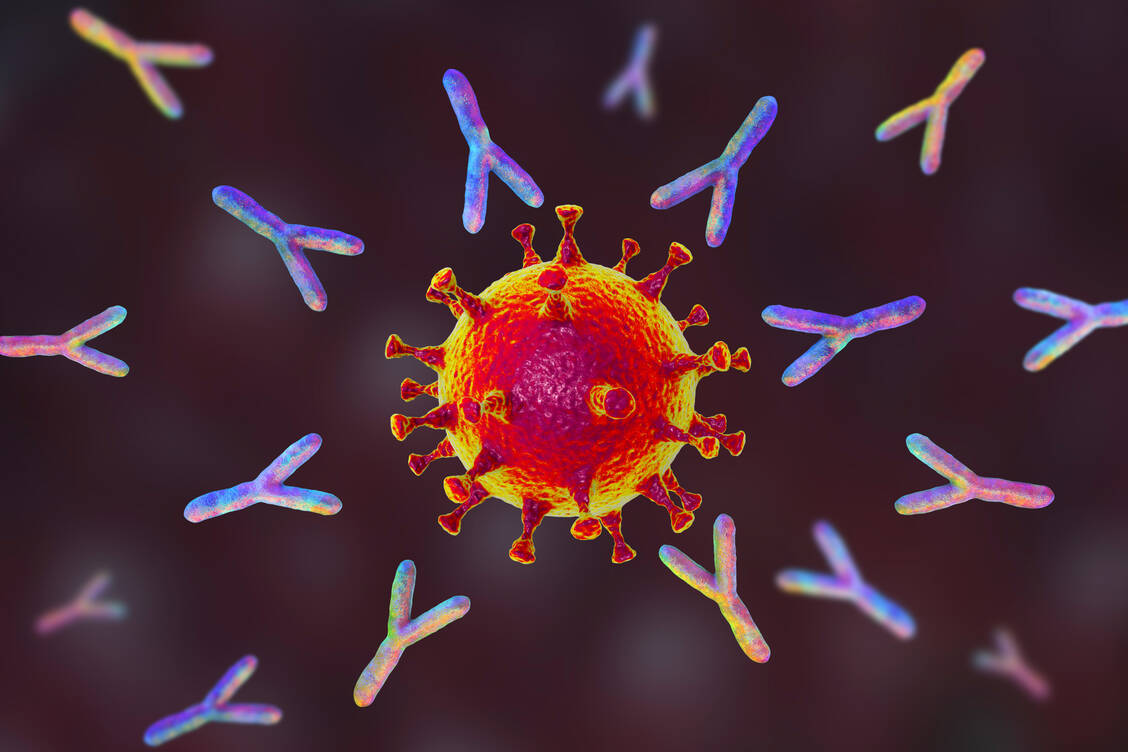 Die Antikörper Tixagevimab plus Cilgavimab richten sich gegen zwei verschiedene Stellen des Spike-Proteins von SARS-CoV-2. Diese könnten sich bei der neuen Variante XBB.1.5 jedoch schon so sehr geändert haben, dass keine Schutzwirkung mehr zustande kommt. / Foto: Getty Images/Science Photo Library/Kateryna Kon