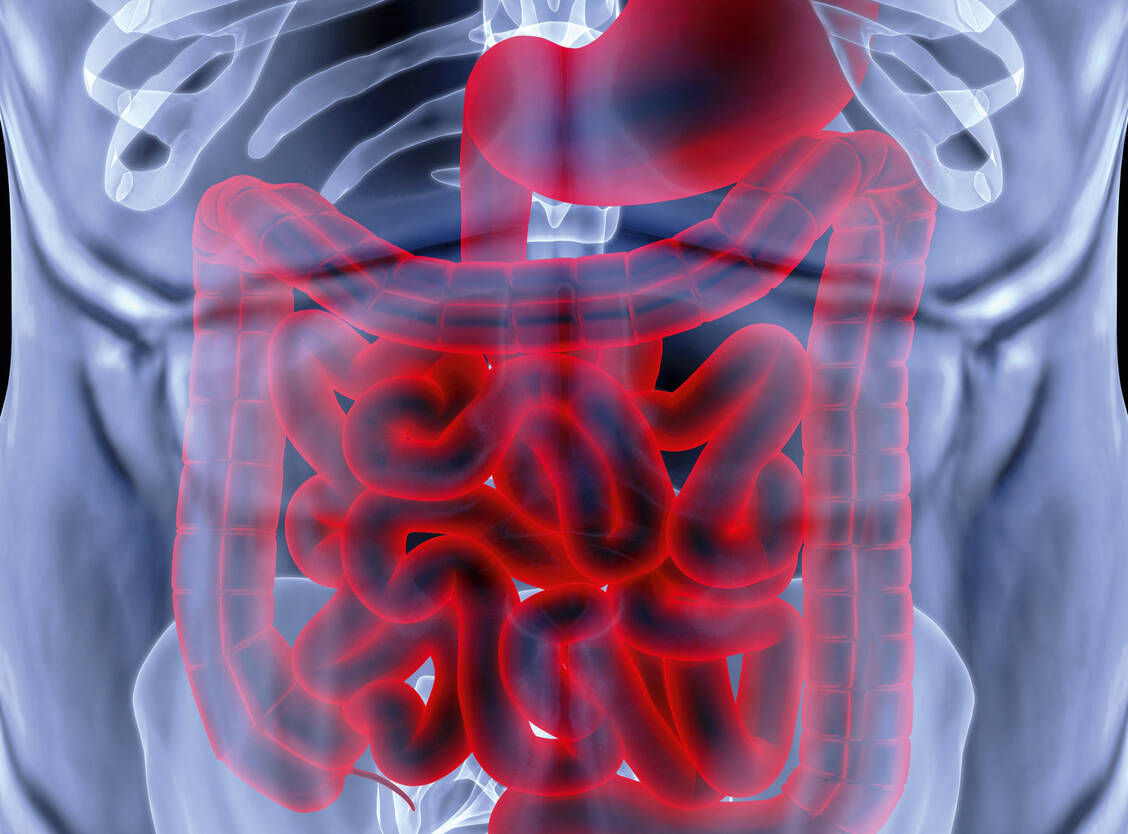 Gastrointestinale Stromatumoren treten im Verdauungstrakt auf und entstehen aus Binde- oder Stützgewebe. Dagegen entstehen Darmkrebs oder Magenkrebs aus den Schleimhäuten heraus. / Foto: dimdimich - Fotolia.com