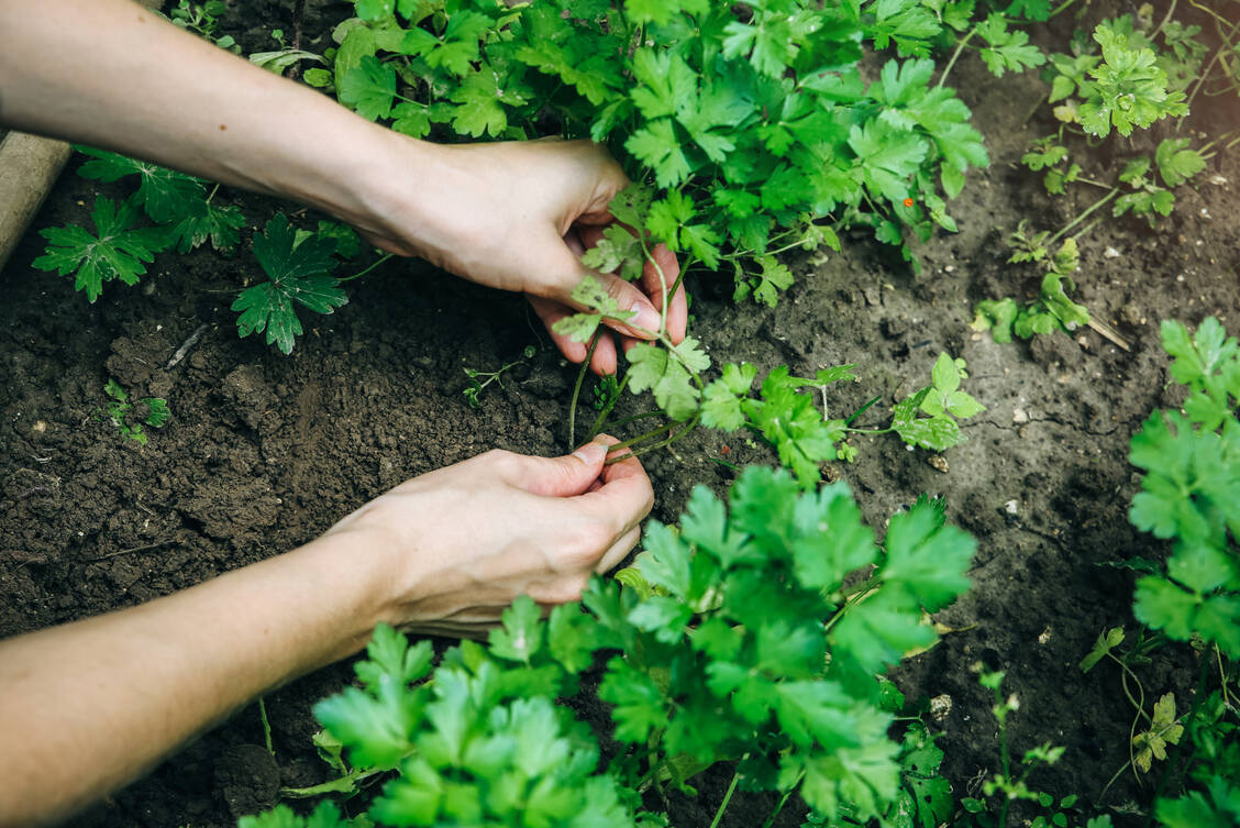 Petersilie ist eine zweijährige Pflanze, die erst im zweiten Jahr erblüht. Wird das Kraut vor der Blüte geerntet, kann es unbedenklich verzehrt werden. / Foto: Adobe Stock/Vadym