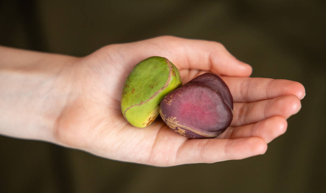 Kolanuss-Kraft: Die Geschichte und Geheimnisse der koffeinhaltigen Frucht sind Thema einer Londoner Ausstellung. / © Adobe Stock/deepspacedave