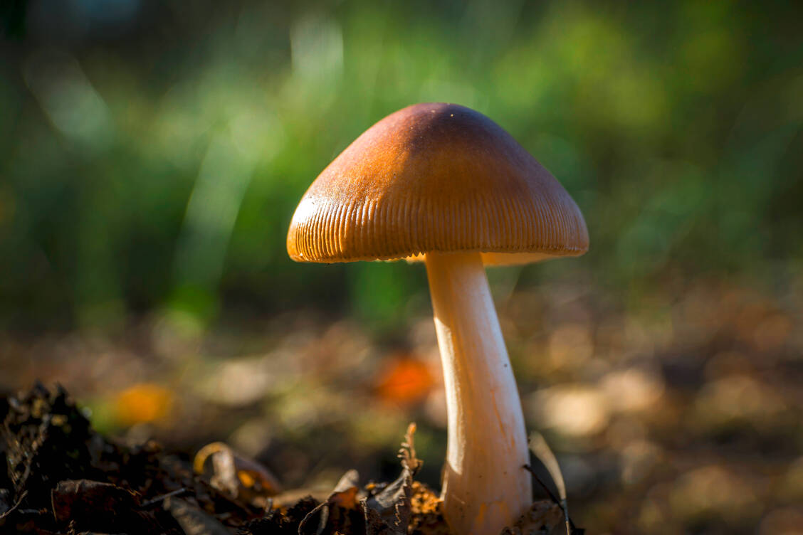 Magic Mushrooms sind weltweit verbreitet. Der Stattliche Kahlkopf (Psilocybe azurescens) kommt unter anderem in Deutschland vor. / Foto: Imago/Westend61