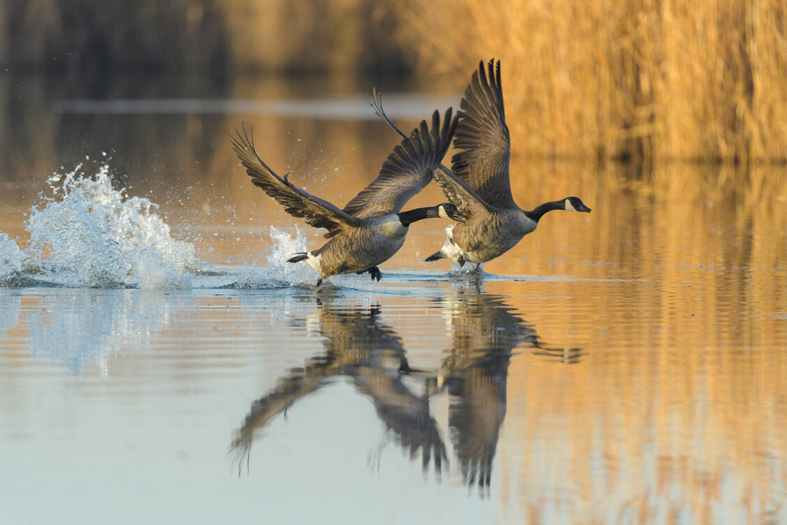 Ob es Gänse, Enten, Greifvögel oder Tauben waren, von denen das Vogelgrippevirus auf Kühe übersprang, lässt sich nicht sagen. / © Getty Images/Raimund Linke