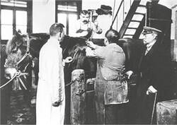 Emil von Behring bei der Blutabnahme  von seinen Serumpferden, 1914