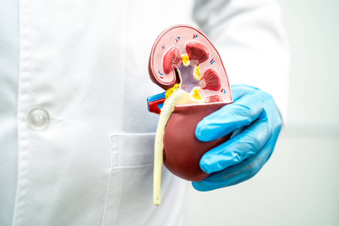Nieren sind die am häufigsten transplantierten Organe. Die Ursachen für eine Abstoßung eines Spenderorgans sind komplex und oft nur unzureichend verstanden. / © Getty Images/sasirin pamai
