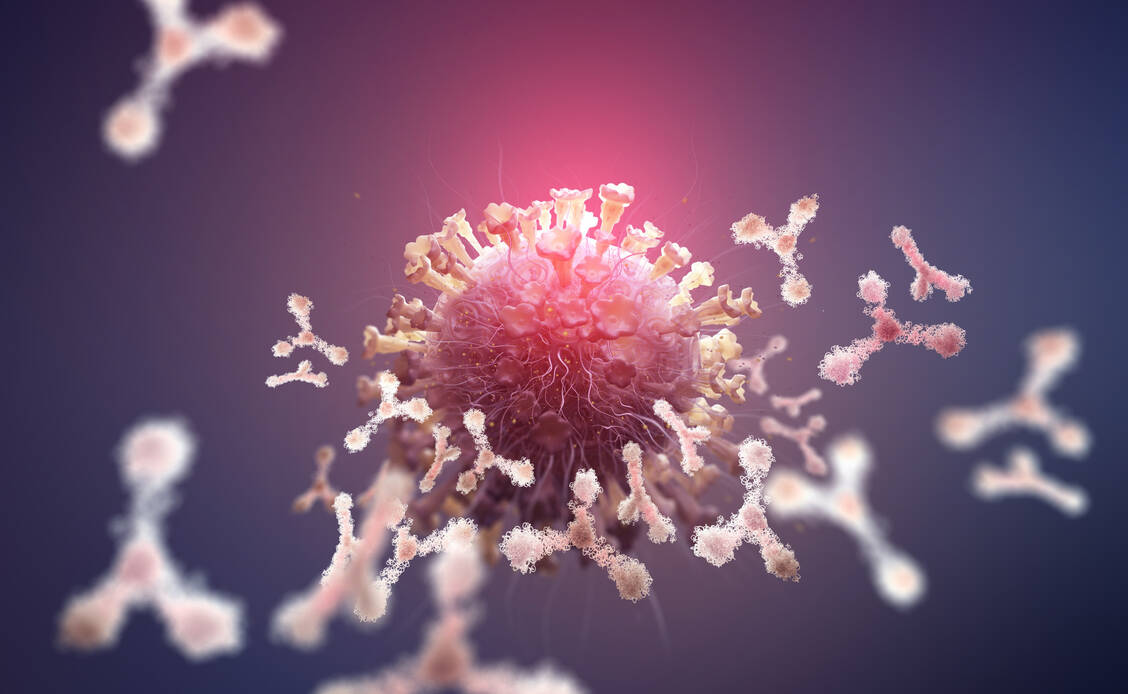 Neutralisierende Antikörper, die das SARS-Coronavirus-2 unschädlich machen können, sind ein wichtiger Teil der Immunantwort auf eine Infektion. Wie hoch ihr Titer sein muss, um gegen eine weitere Infektion zu schützen, ist noch unklar. / Foto: Adobe-Stock/Siarhei