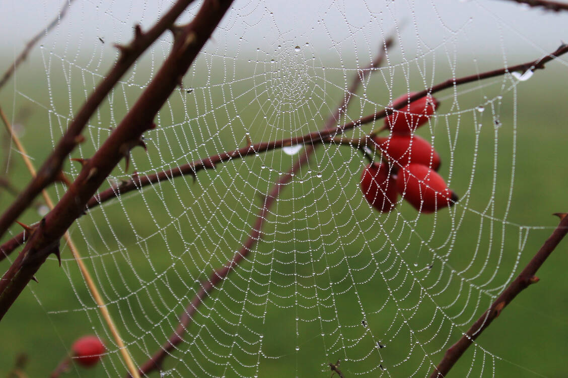 Stabil, flexibel und rein biologisch: Die Eigenschaften der Spinnenseide spielen in der Forschung zu neuen Materialien immer wieder eine Rolle. / Foto: Getty Images/Jens Beyer/500px
