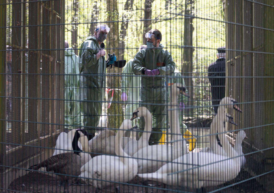 Die Vogelgrippe beschäftigt zur Zeit zahlreiche Veterinärämter, wie hier bei einer Übung in NRW.  / Foto: FUNKE Foto Services