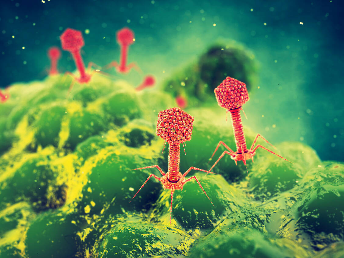 Bakteriophagen sind sehr wirtsspezifisch und befallen nur Stämme einer Bakterienart. Sie könnten daher als eine Art Präzisions-Antibiotikum eingesetzt werden. / Foto: Shutterstock/nobeastsofierc