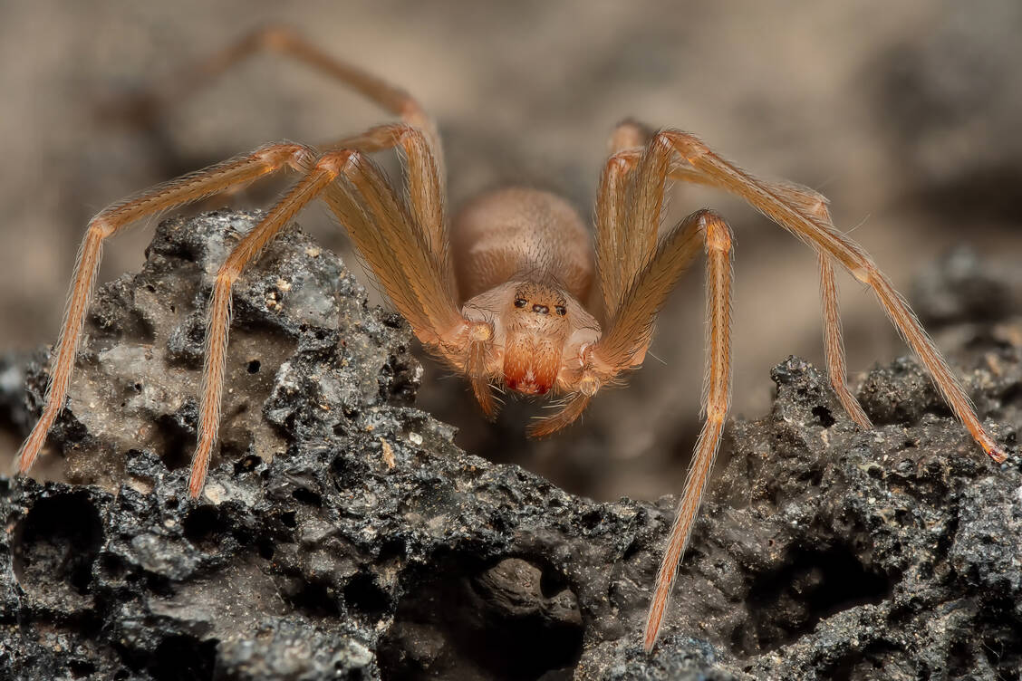 Generell wird die braune Violinspinne, die sich oft in Erdlöchern versteckt und trockene Böden bevorzugt, als eher friedlich beschrieben. Sie beiße nur dann, wenn sie sich bedroht fühle. / Foto: Getty Images/Macrolife.it/Rinaldo Riva