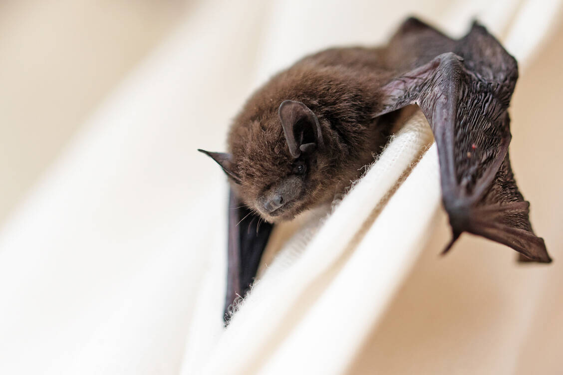 In einer Zwergfledermaus wurde ein Coronavirus gefunden, das wie SARS-CoV-2 über den ACE2-Rezeptor menschliche Zellen infizieren kann.  / © Adobe Stock/Maren Winter